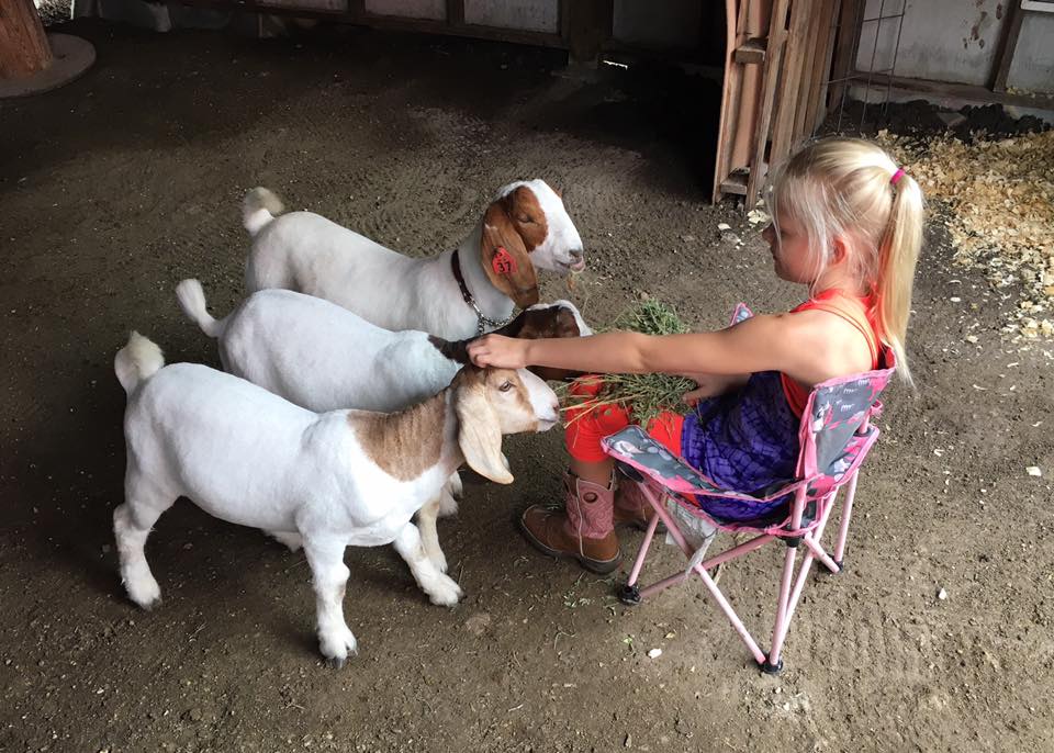 Show Goat